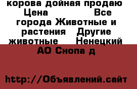 корова дойная продаю › Цена ­ 100 000 - Все города Животные и растения » Другие животные   . Ненецкий АО,Снопа д.